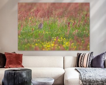 Black-tailed godwit (limosa limosa) in a meadow in Friesland. by Marcel van Kammen