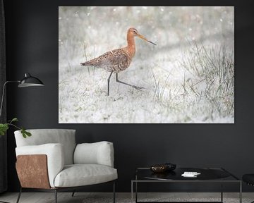 Black-tailed godwit (limosa limosa) during a snowfall meadow in Friesland by Marcel van Kammen