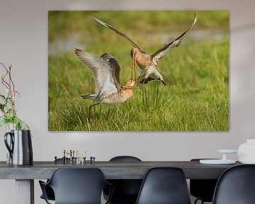 Black-tailed godwit (limosa limosa) in a meadow in Friesland. by Marcel van Kammen