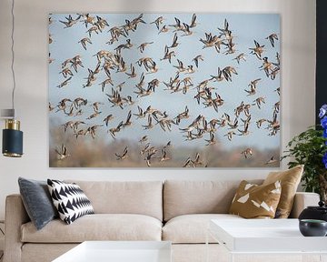 Uferschnepfe (limosa limosa) über einer Wiese in Friesland von Marcel van Kammen