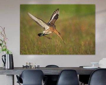 Grutto (limosa limosa) in een weiland in Friesland van Marcel van Kammen