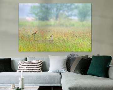 Grutto (limosa limosa) en een Watersnip in een weiland in Friesland van Marcel van Kammen