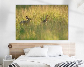 Uferschnepfe (limosa limosa) zusammen mit einem Hasen auf einer Wiese in Friesland von Marcel van Kammen