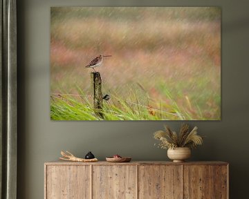 Snipe (Gallinago gallinago) on a pole in a meadow in Friesland during a rainstorm by Marcel van Kammen