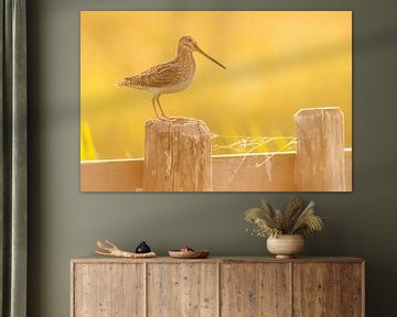 Snipe (Gallinago gallinago) on a pole in a meadow in Friesland by Marcel van Kammen