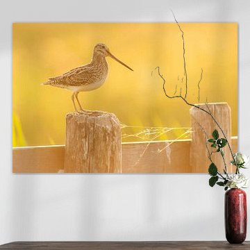 Bécassine (Gallinago gallinago) sur un poteau dans une prairie en Frise