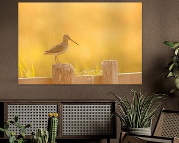 Watersnip  (Gallinago gallinago) op een paal in een weiland in Friesland van Marcel van Kammen