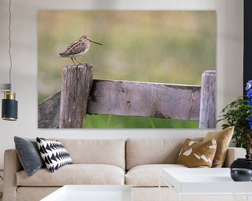 Snipe (Gallinago gallinago) on a pole in a meadow in Friesland during a rainstorm by Marcel van Kammen