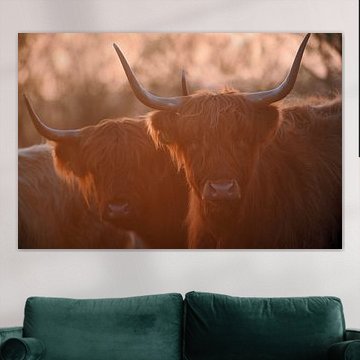 Schottischer Highlander (forest taurus) bei Sonnenuntergang