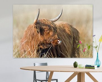 Schotse Hooglander (bos taurus) tijdens zonsondergang van Marcel van Kammen