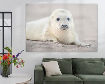 Grey Seal pup on the beach in the Wadden Sea in winter by Marcel van Kammen