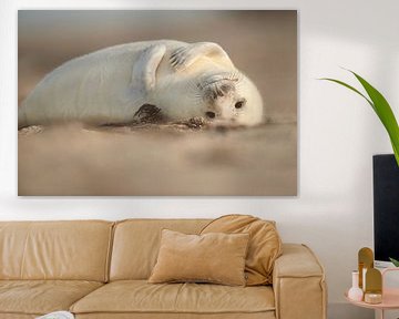 Grijze Zeehond pup op het strand in de Waddenzee in de winter van Marcel van Kammen