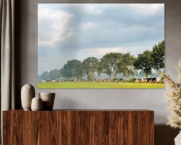 Cows on their way to pasture in the Noardlike Fryske Walden in Friesland. by Marcel van Kammen