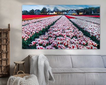 Colorful field of flowers in Noordwijk
