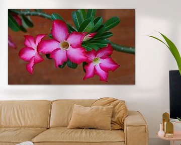 'Trinity' Adenium sur Eduard Lamping