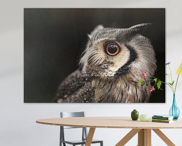 Portrait d'un hibou sur KB Design & Photography (Karen Brouwer)