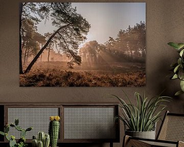 Boom in de vroege ochtendmist met zonnestralen van Dafne Vos