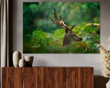 Portret van een Damhert in de duinen bij de Zilk van Georges Hoeberechts