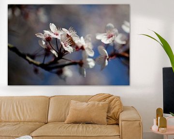 Macro photo of cherry blossom by Georges Hoeberechts