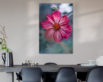 Fleur de Cosmea rose | photo de fleurs colorées sur Eva Capello