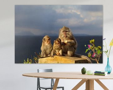 Javaanse apen (Macaca fascicularis) van Dirk Rüter