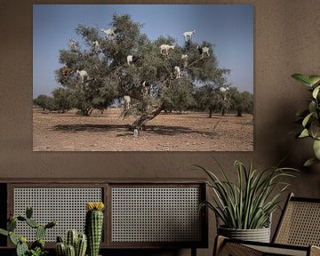 Chèvres des arbres sur BL Photography