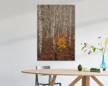Goldener Baum unter Birken von Moetwil en van Dijk - Fotografie