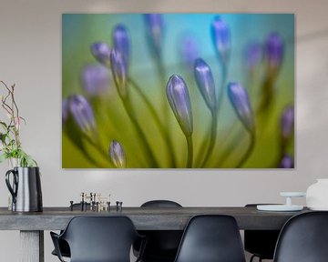 Agapanthus Blue by Jolande van den Heuvel