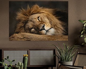 Lion paresseux sur PatShoot Photography