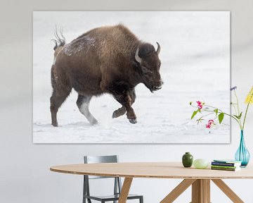 Rodeo...  Amerikanischer Bison *Bison bison* von wunderbare Erde