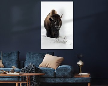 Bizonstier in de sneeuw...  Amerikaanse bizon *Bison bizon* van wunderbare Erde