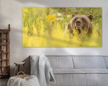 Mama Bär (Grizzly) von Kris Hermans