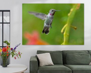 Anna's hummingbird in California van Kris Hermans