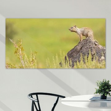 Hallo, hören Sie mich?  Rufendes Erdhörnchen. von Kris Hermans