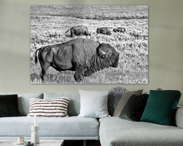 Rugged Bison in black and white by Kris Hermans