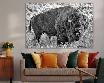Rugged Bison in the wild by Kris Hermans