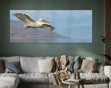 Fly like a dinosaur.  Dalmatian Pelican in Greece. by Kris Hermans