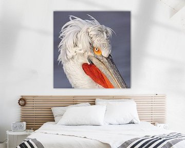 pelican head by Kris Hermans