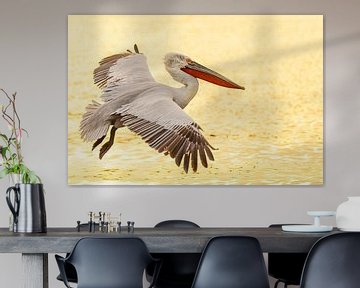 Golden pelican by Kris Hermans