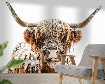 Scottish Highlander cattle in the snow during winter by Sjoerd van der Wal Photography