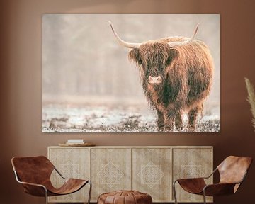 Portrait of a Scottish Highland cattle in the snow
