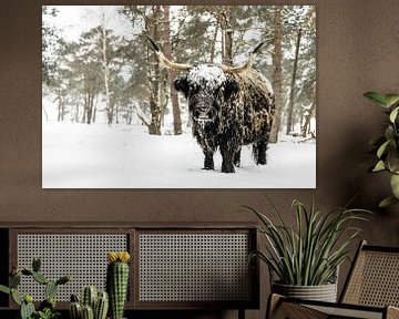 Black Scottish Highlander cattle in the snow during winter by Sjoerd van der Wal Photography