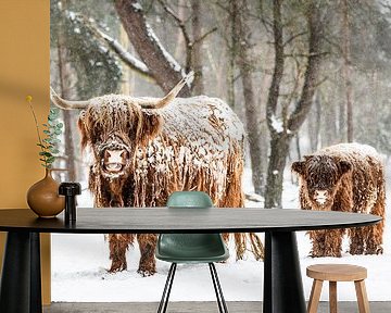 Scottish Highlander cow and calf in the snow during winter by Sjoerd van der Wal Photography