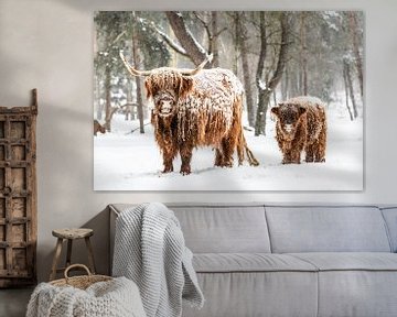 Schottische Highlander-Kuh und Kalb im Winter im Schnee von Sjoerd van der Wal Fotografie