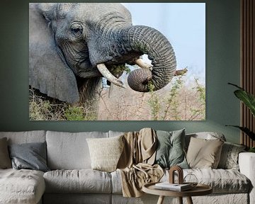 Afrikanischer Elefant von Caroline Piek