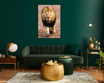 Löwe in Afrika von Caroline Piek