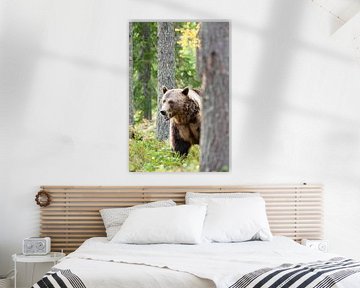 Brown bear in Finland by Caroline Piek