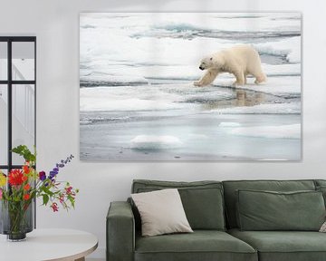 Polar bear walking among ice floes by Caroline Piek