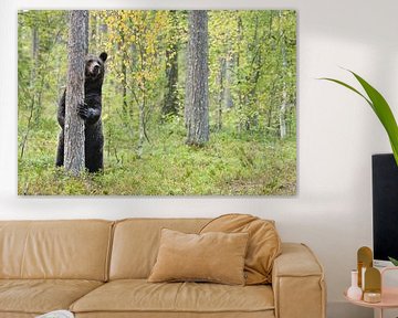 Brown bear, Ursus arctos by Caroline Piek
