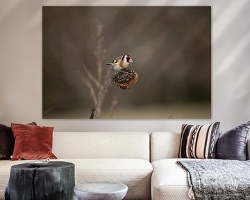 Goldfinch (Goldfinch) by Manuela Meyer